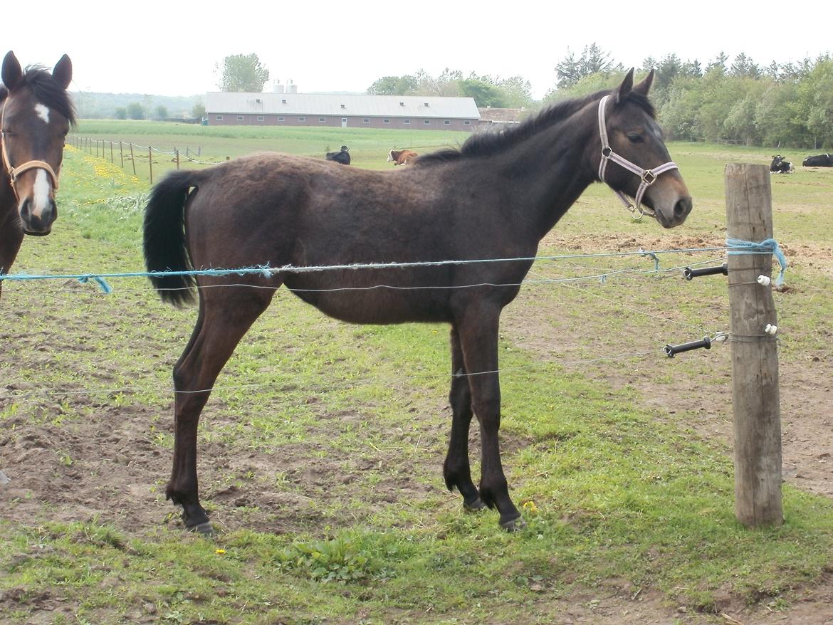 Dansk Varmblod Amirah - Amirah 1 år billede 13