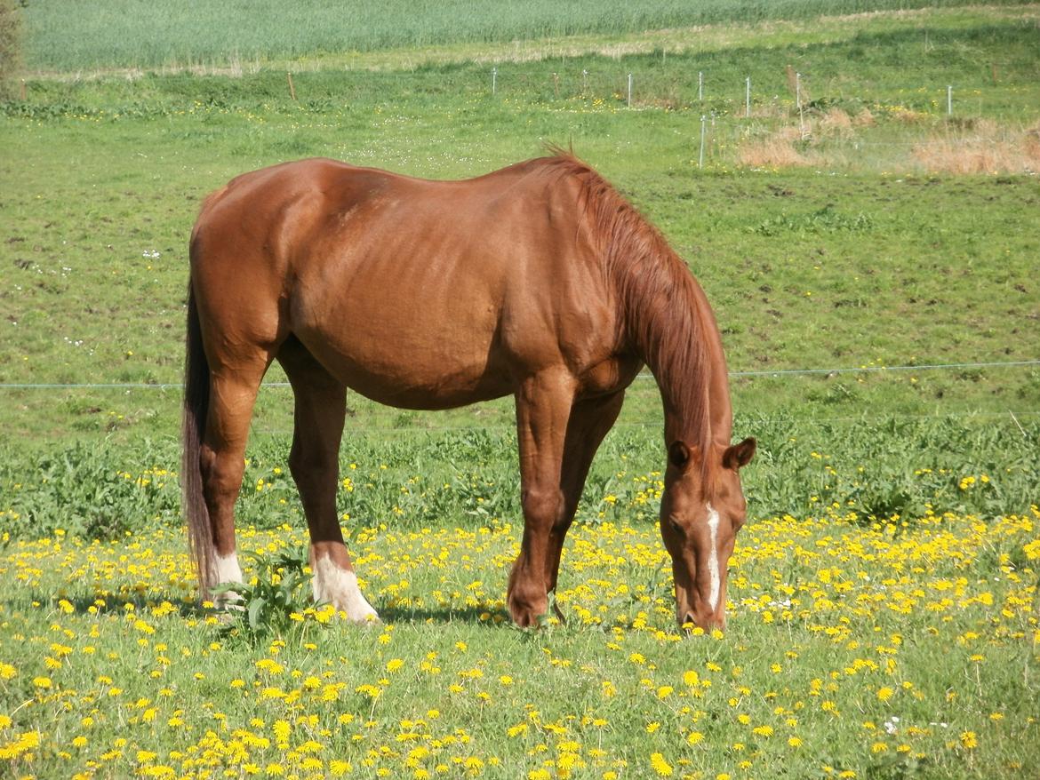 Oldenborg Betina - Maj 2013 billede 8