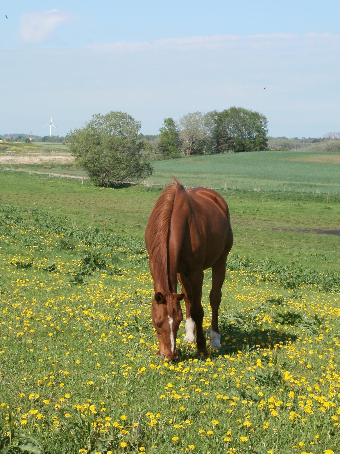 Oldenborg Betina - maj 2013 billede 9