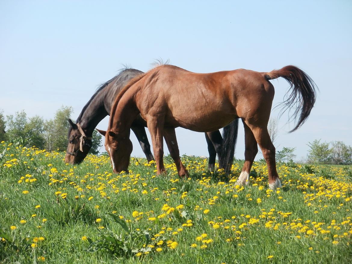 Oldenborg Betina - Bettina og Bella, maj 2013 billede 10