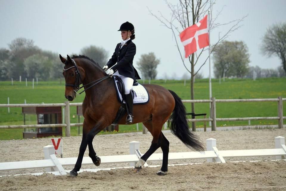 Dansk Varmblod Corina (Steffie) - Ecco Cup 2013  billede 6