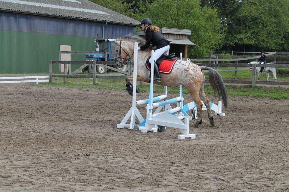 Anden særlig race Little Kahlua billede 7