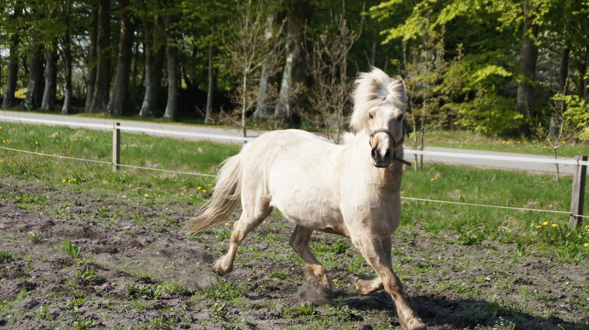 Islænder Lysingur fra Nr. Tang - det her udtryk han har er af glæde og den glæde gør mig glad billede 4