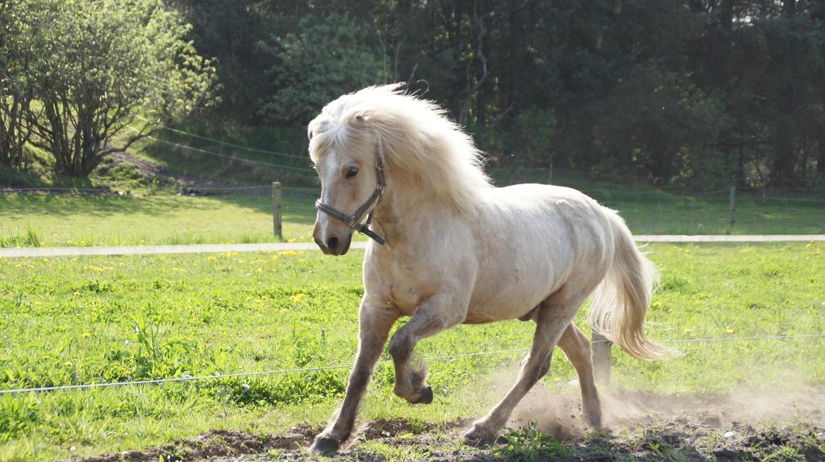 Islænder Lysingur fra Nr. Tang - hvis jeg skal prale af noget, så er det dig!!! <3 billede 5