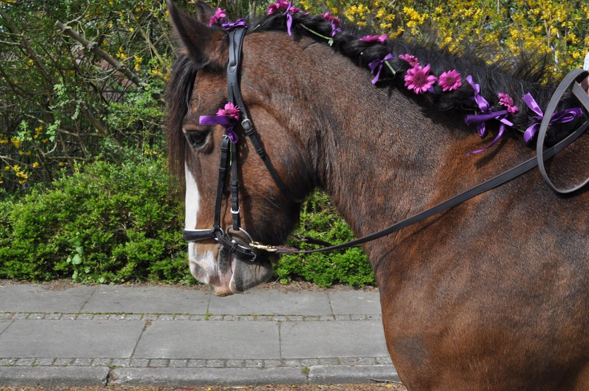 Irish Cob Lotte - Lotte shinet op til konfirmation :) billede 12