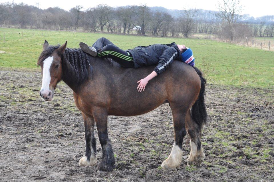 Irish Cob Lotte - Med dig kan jeg alt min skat <3 billede 13