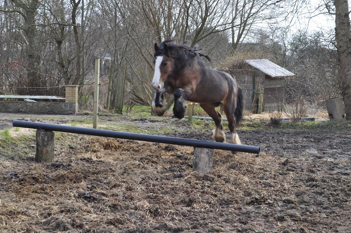 Irish Cob Lotte - Dygtige pruhest! billede 14