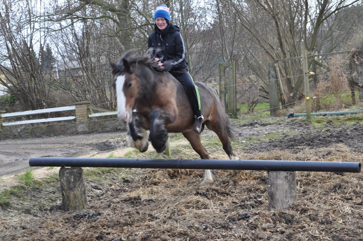 Irish Cob Lotte - Ja, jeg ser lidt mærkelig ud - havde ikke sprunget på hende i lang tid og slet ikke bidløs! :D billede 15