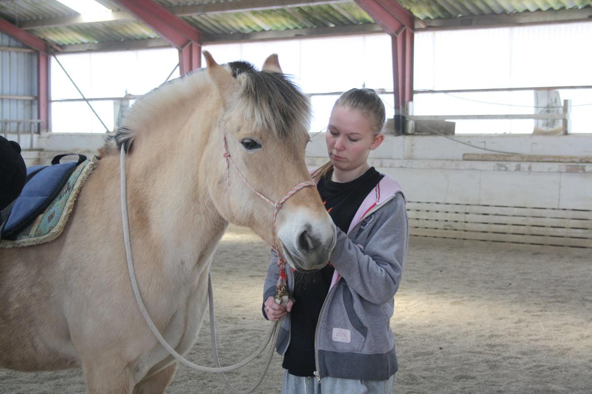 Fjordhest Mischa - min veninde der nusser min hest. Mischa elsker det billede 3