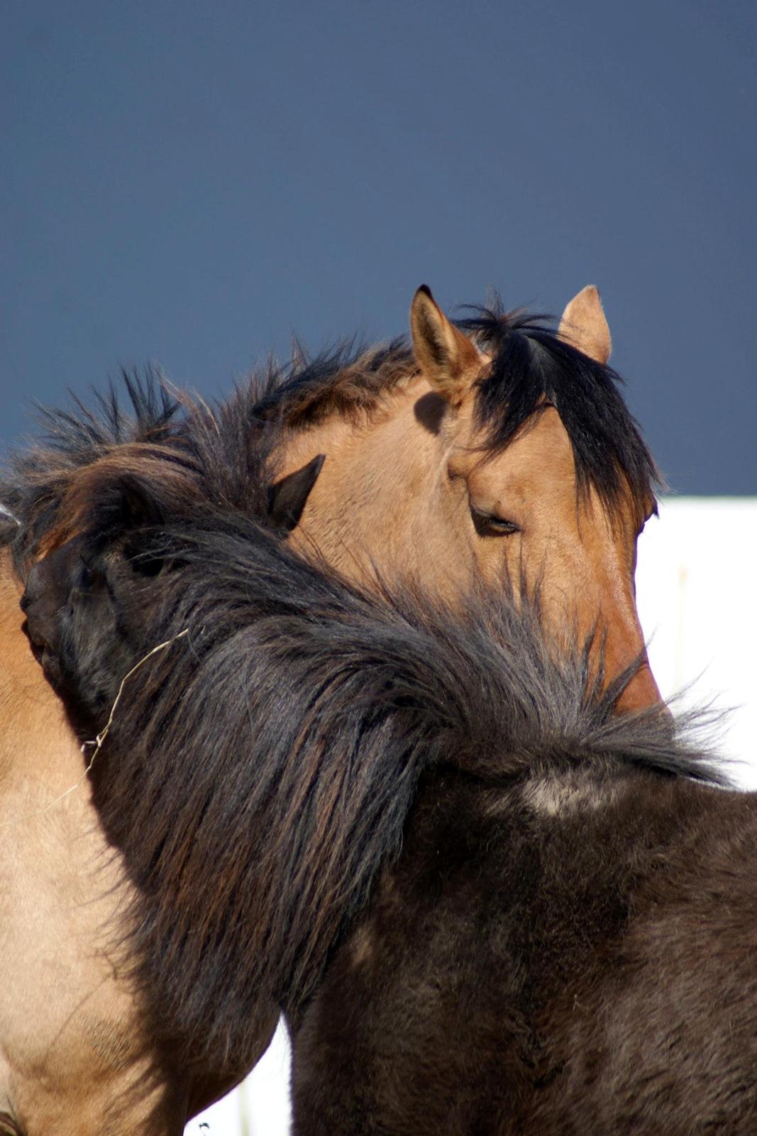 Anden særlig race Cheval Le Anton - Anton 4½år billede 18