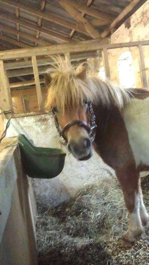 Shetlænder Dalbo´s Lukas - Bid i munden for første gang. Dygtig hyps. billede 3