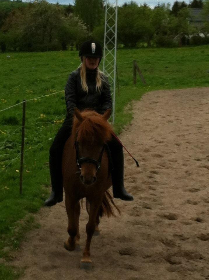 Anden særlig race Rose  billede 5