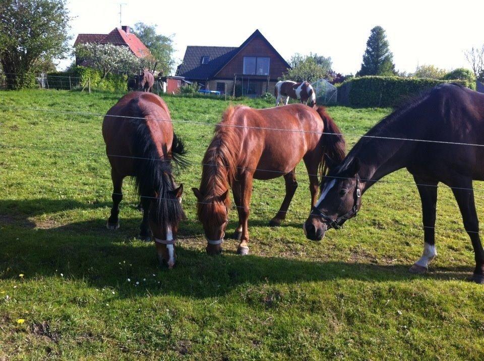 Anden særlig race Rose  billede 6
