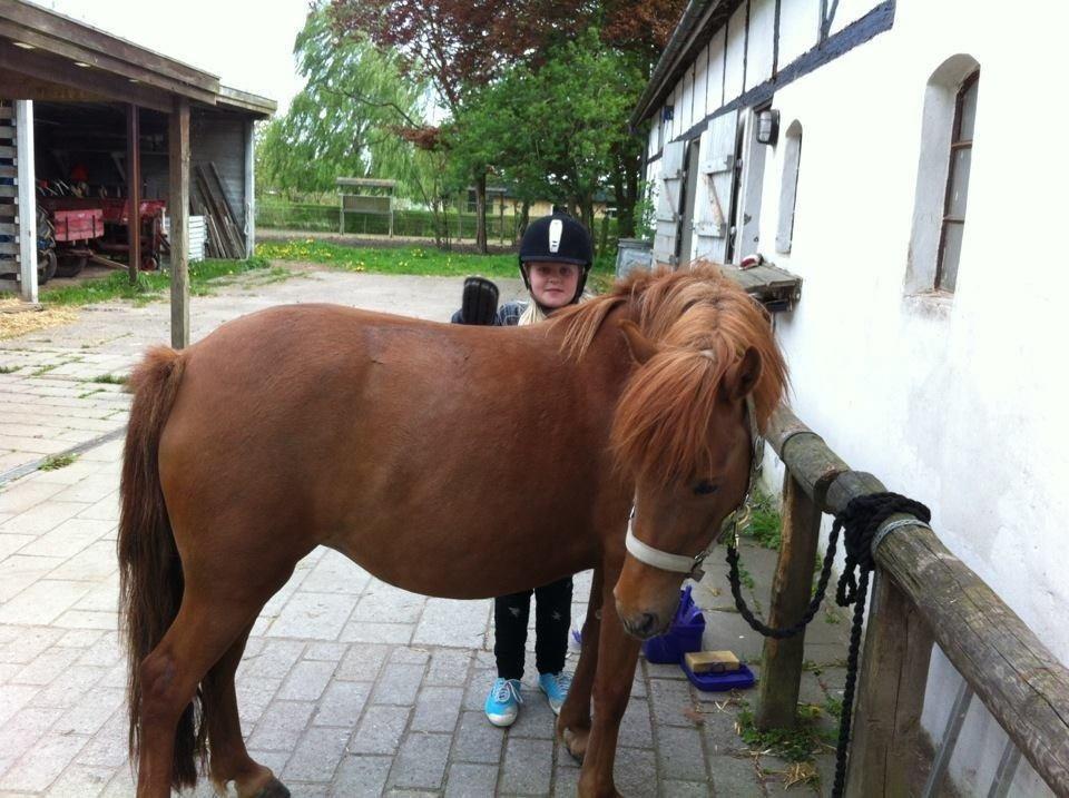Anden særlig race Rose  billede 7