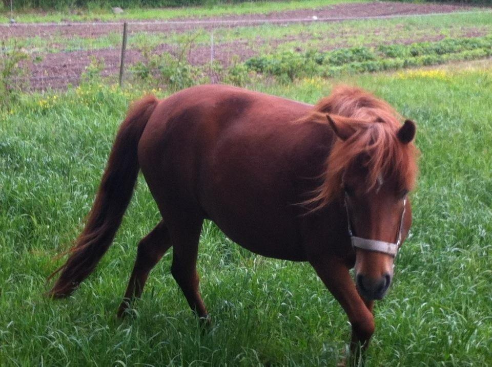 Anden særlig race Rose  billede 8