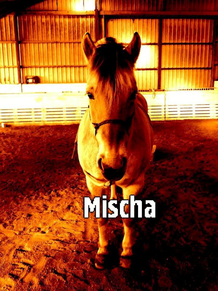 Fjordhest Mischa - dette billed er et billed som betyder rigtig meget for mig det, er den første dag hun var hos mig, og den bedste dag i mit liv <3  billede 7
