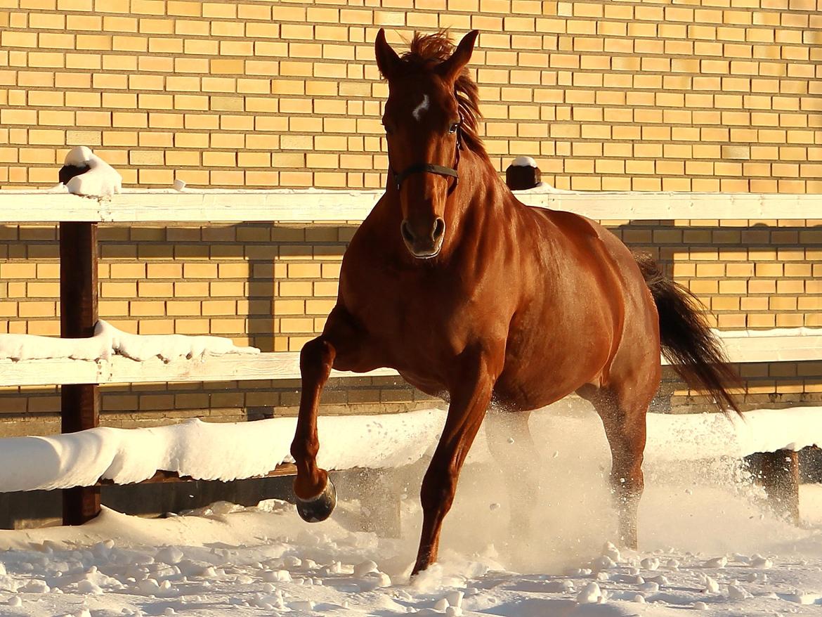 Dansk Varmblod Stald højgårds star light billede 1