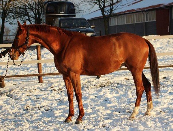 Dansk Varmblod Stald højgårds star light billede 2