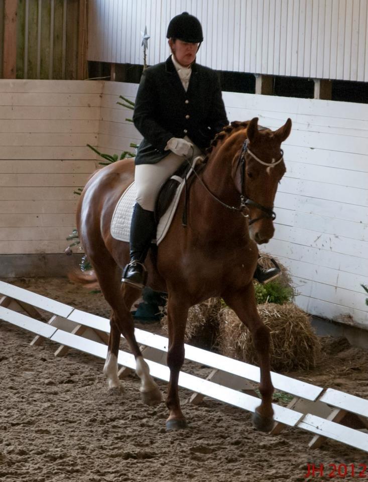 Dansk Varmblod Stald højgårds star light billede 3