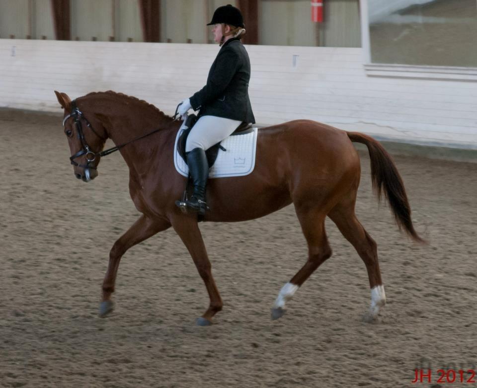 Dansk Varmblod Stald højgårds star light billede 4