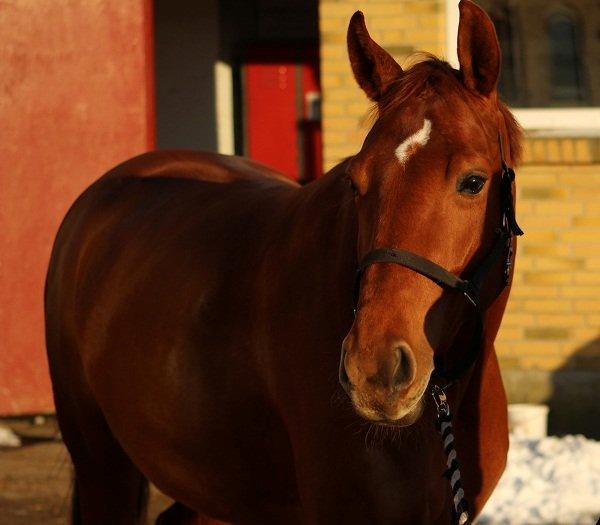 Dansk Varmblod Stald højgårds star light billede 5