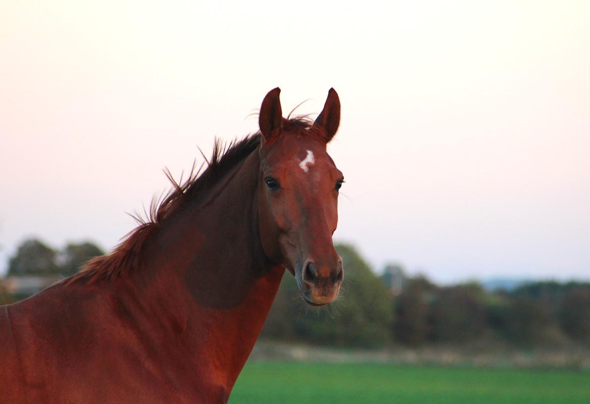 Dansk Varmblod Stald højgårds star light billede 6