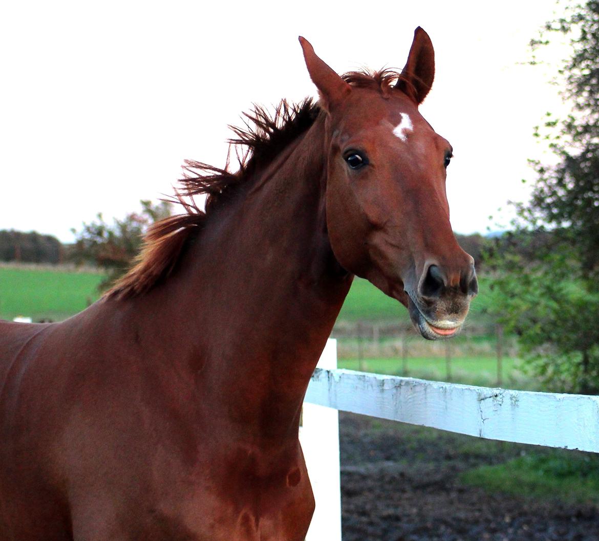 Dansk Varmblod Stald højgårds star light billede 7