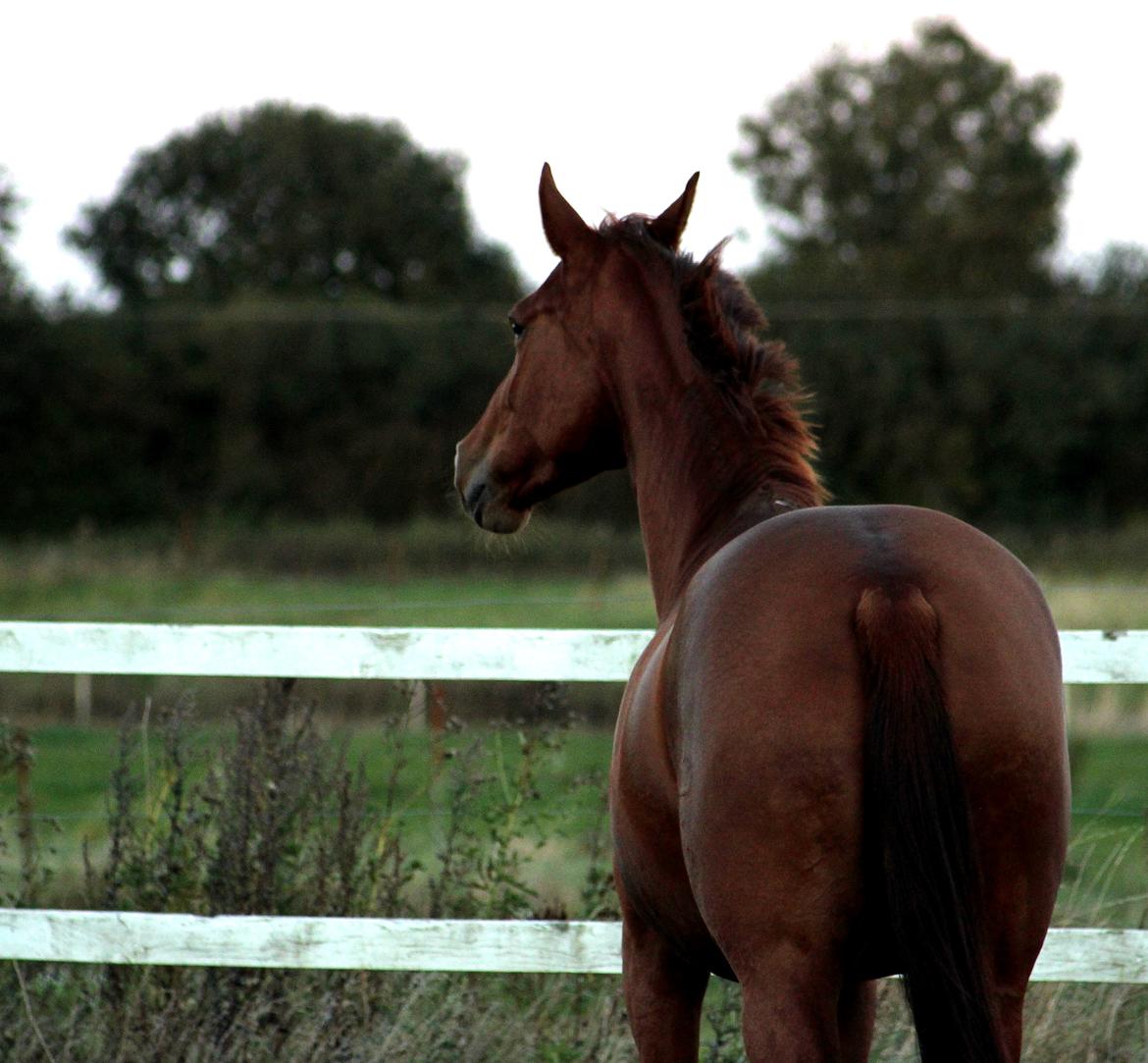 Dansk Varmblod Stald højgårds star light billede 8