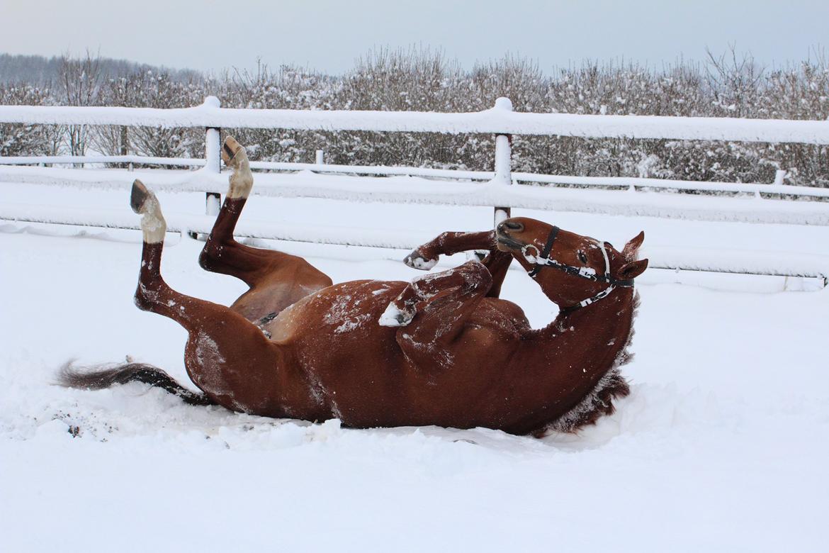 Dansk Varmblod Stald højgårds star light billede 9