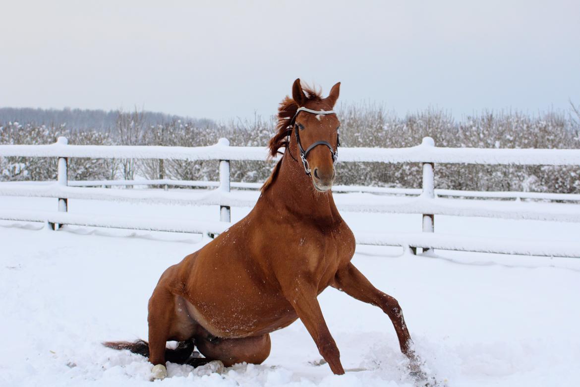 Dansk Varmblod Stald højgårds star light billede 10