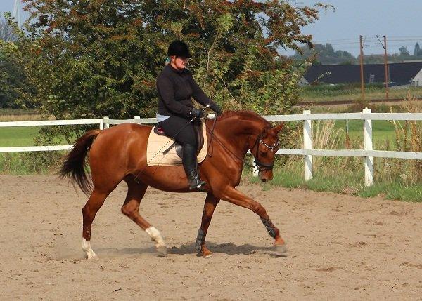 Dansk Varmblod Stald højgårds star light billede 11