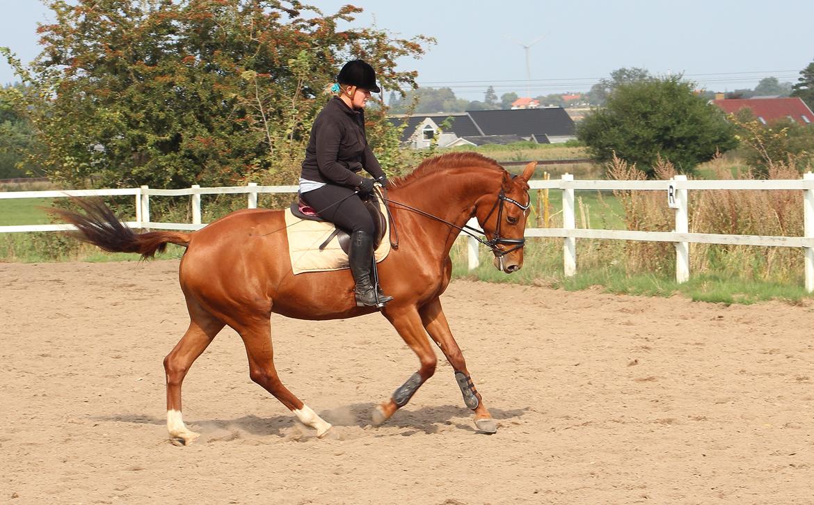 Dansk Varmblod Stald højgårds star light billede 12