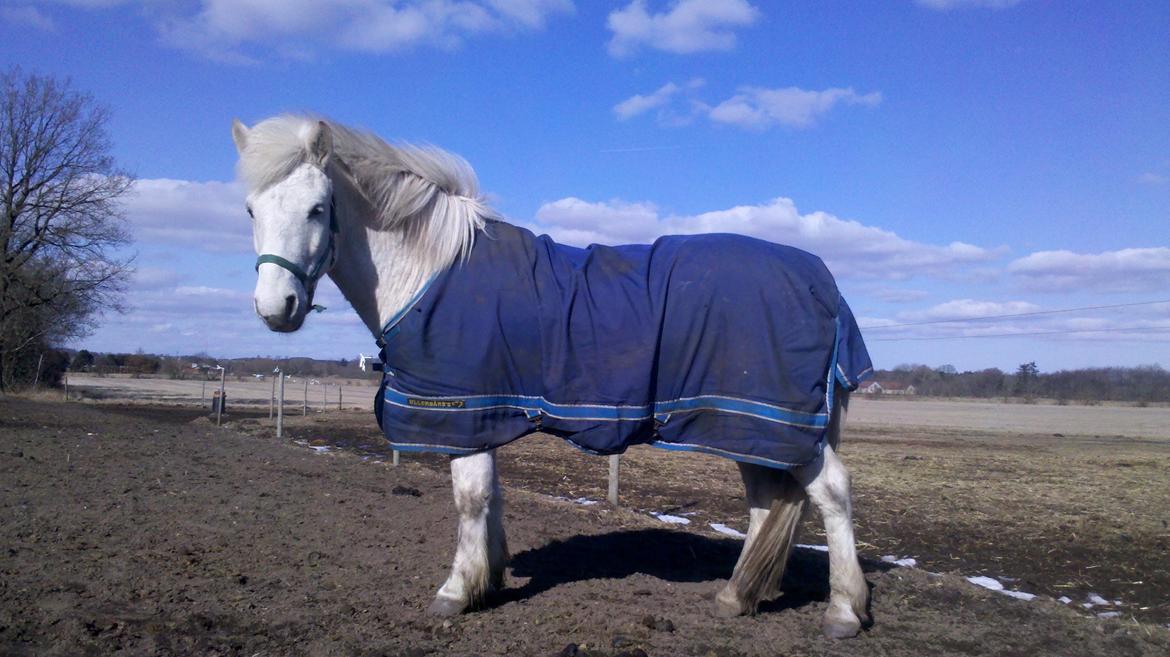 Islænder Pori klattrup - „En sand ven er som en langsomtvoksende plante.“
Pori på fold marts 2013<3 billede 20