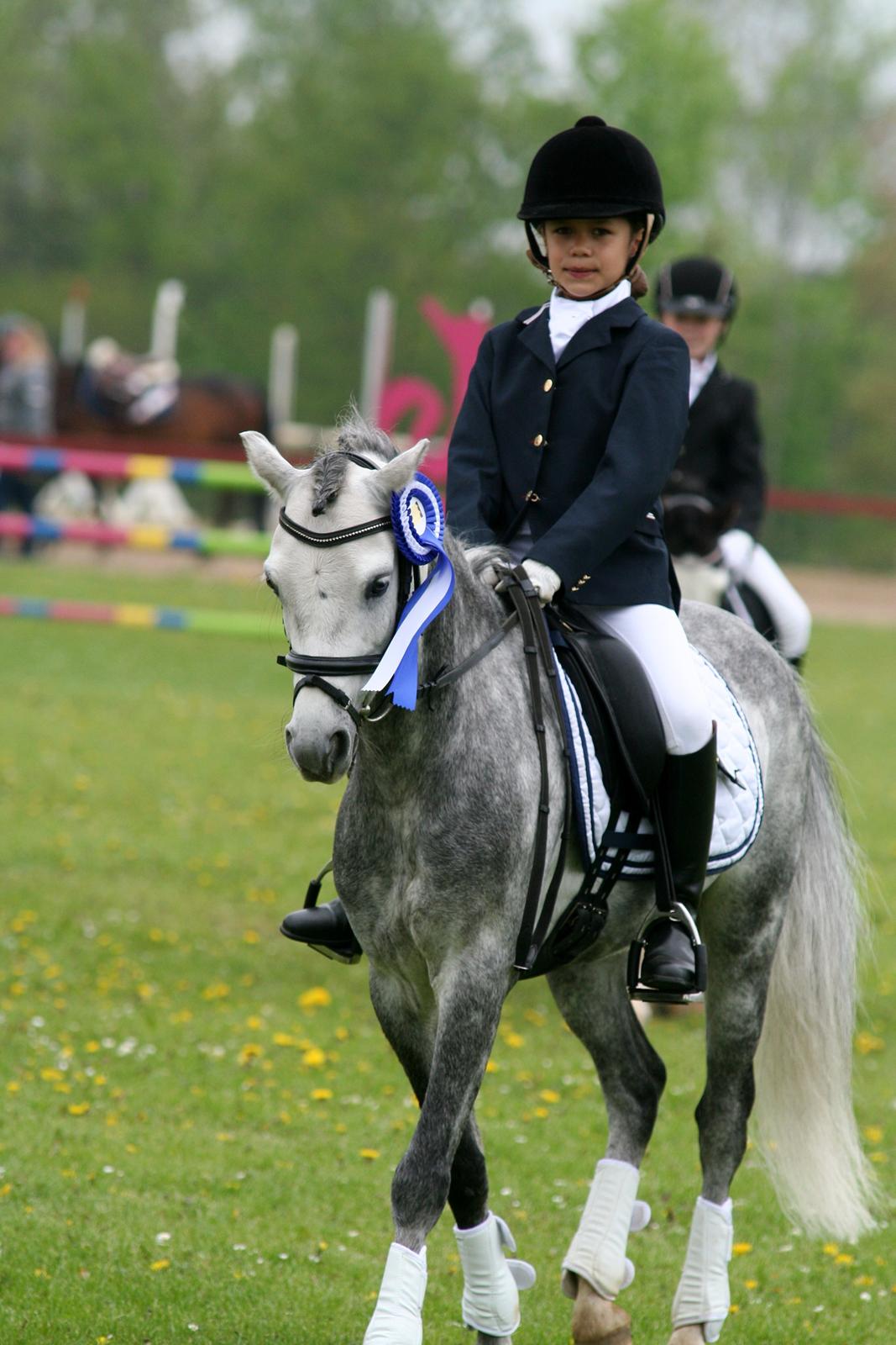 Welsh Pony (sec B) Clausholm Lord Joker Danmarksmester kat III 2015 - SJM finale. 2 plads a point med førstepladsen billede 9