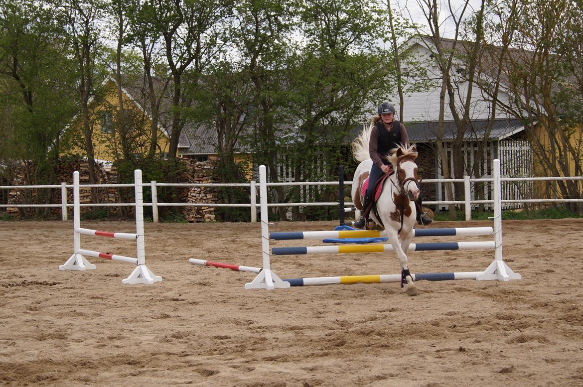 Anden særlig race Åbo 's sweet <3 billede 10
