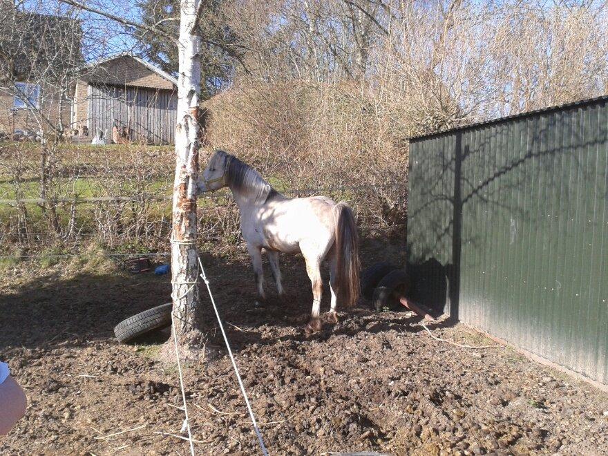 Anden særlig race Hubert billede 9