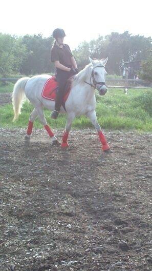 Anden særlig race Ronja billede 14