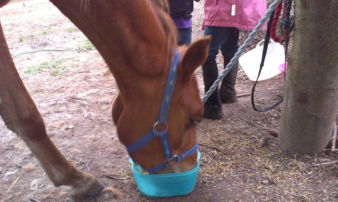 Anden særlig race Pepsi - Årh hygge at stå og spise sammen billede 10