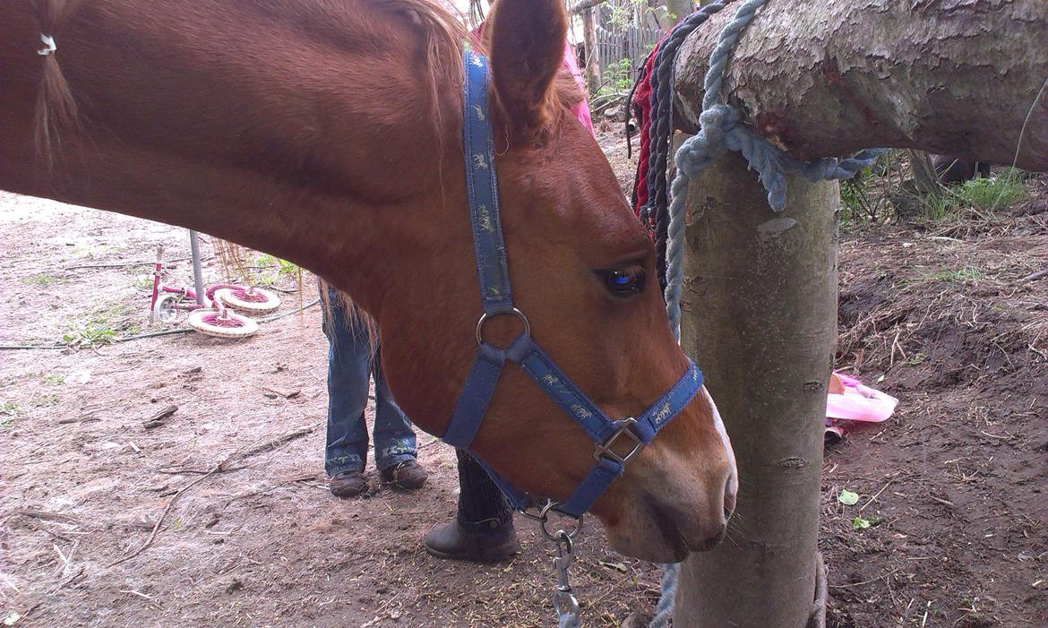 Anden særlig race Pepsi - Herren er smuk i blå billede 11