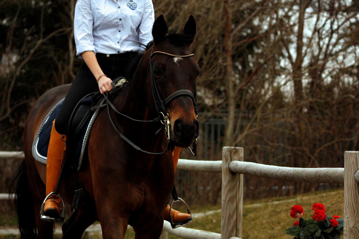 Trakehner Ladroneur - Foto: Mie Poulsen billede 2