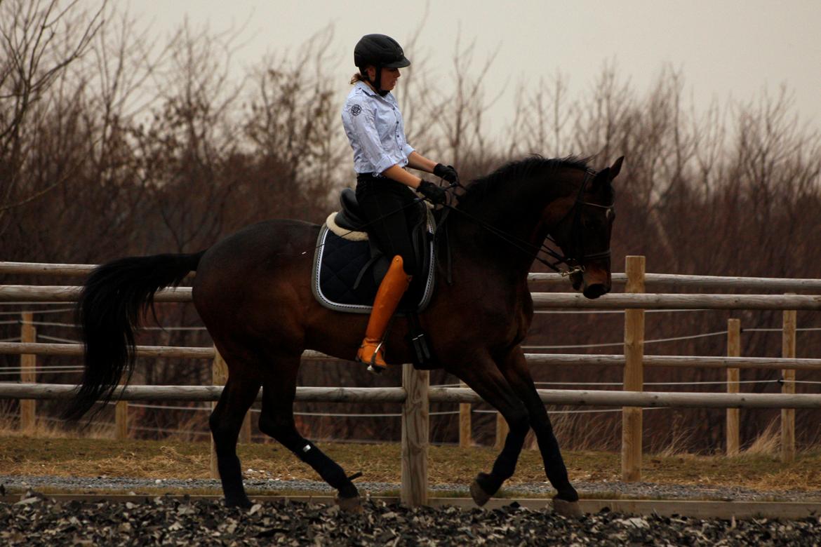 Trakehner Ladroneur billede 10