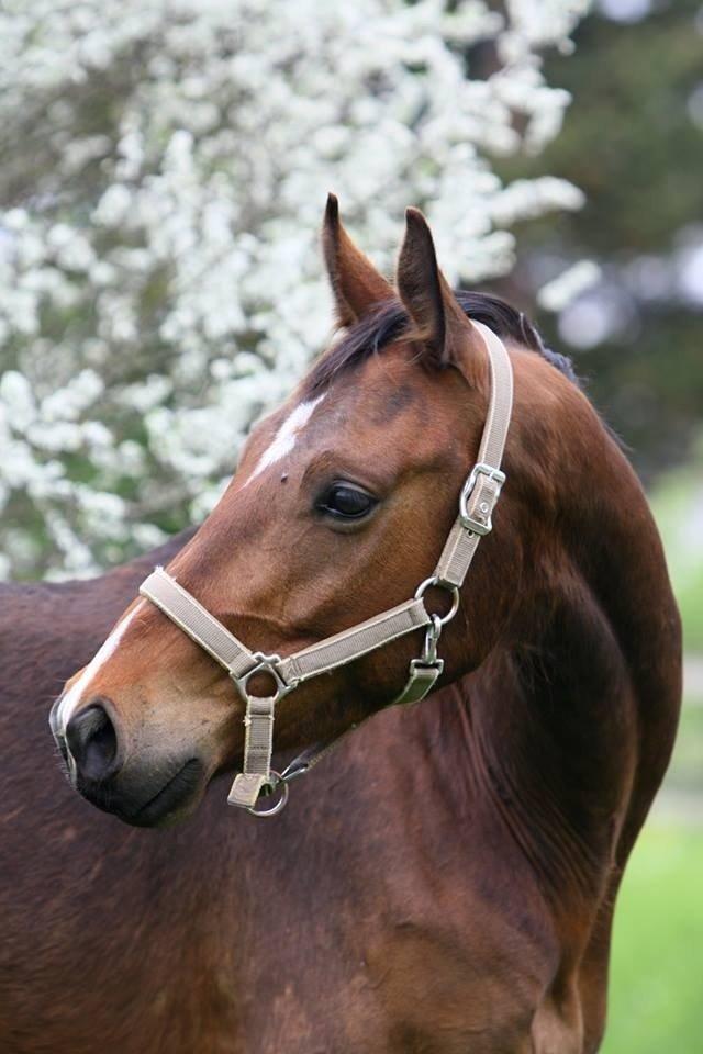 Dansk Varmblod Dortheas Delino R.I.P. Min dejlige dreng  billede 1