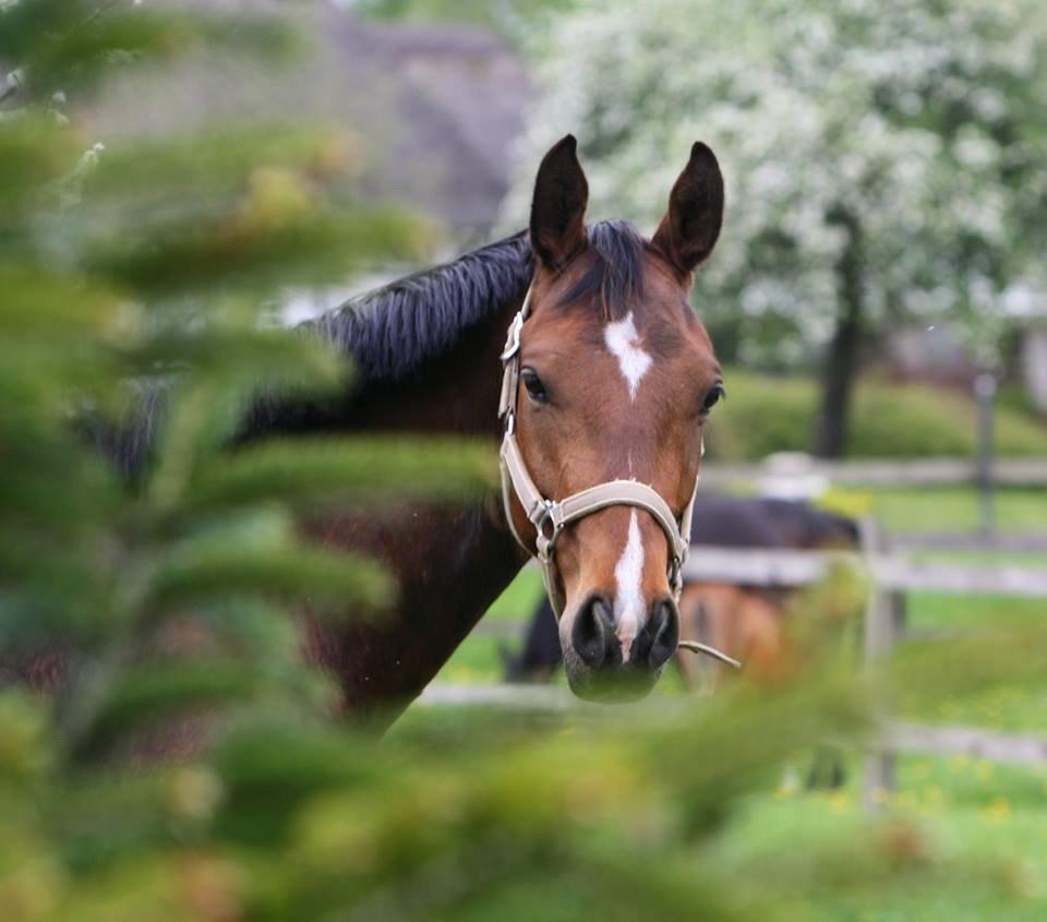 Dansk Varmblod Dortheas Delino R.I.P. Min dejlige dreng  billede 2