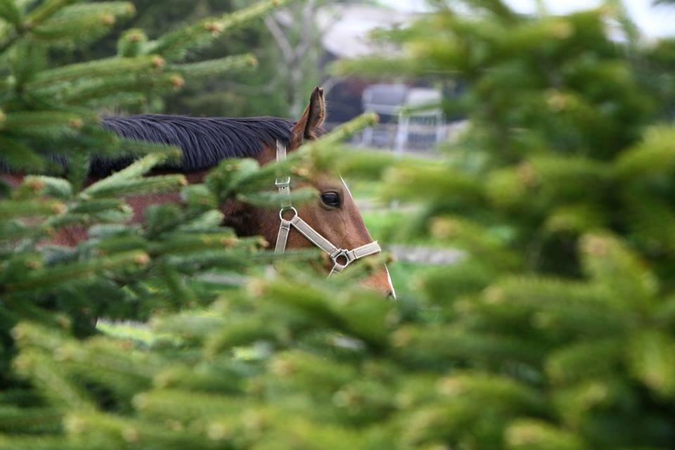 Dansk Varmblod Dortheas Delino R.I.P. Min dejlige dreng  billede 5