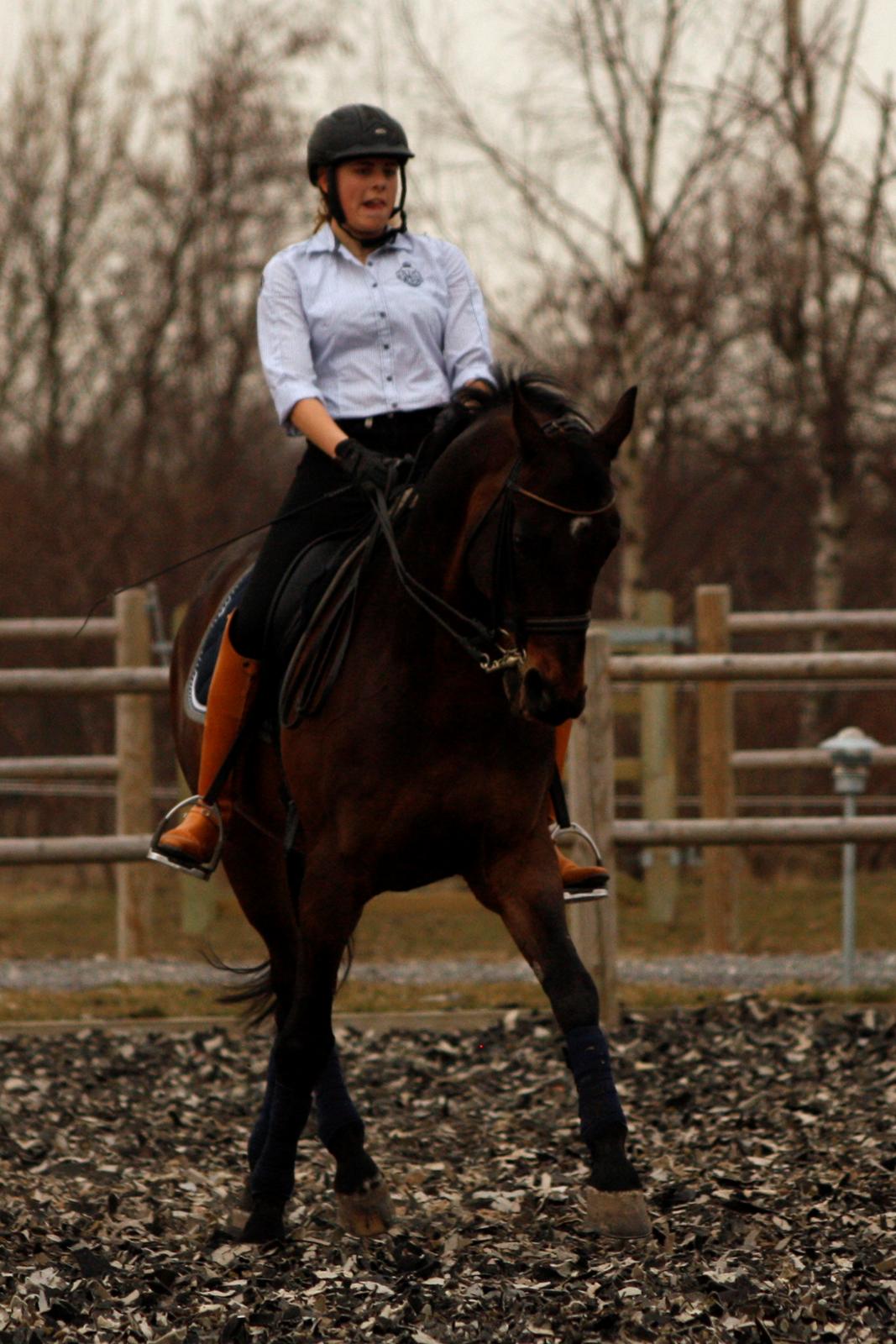 Trakehner Ladroneur billede 11