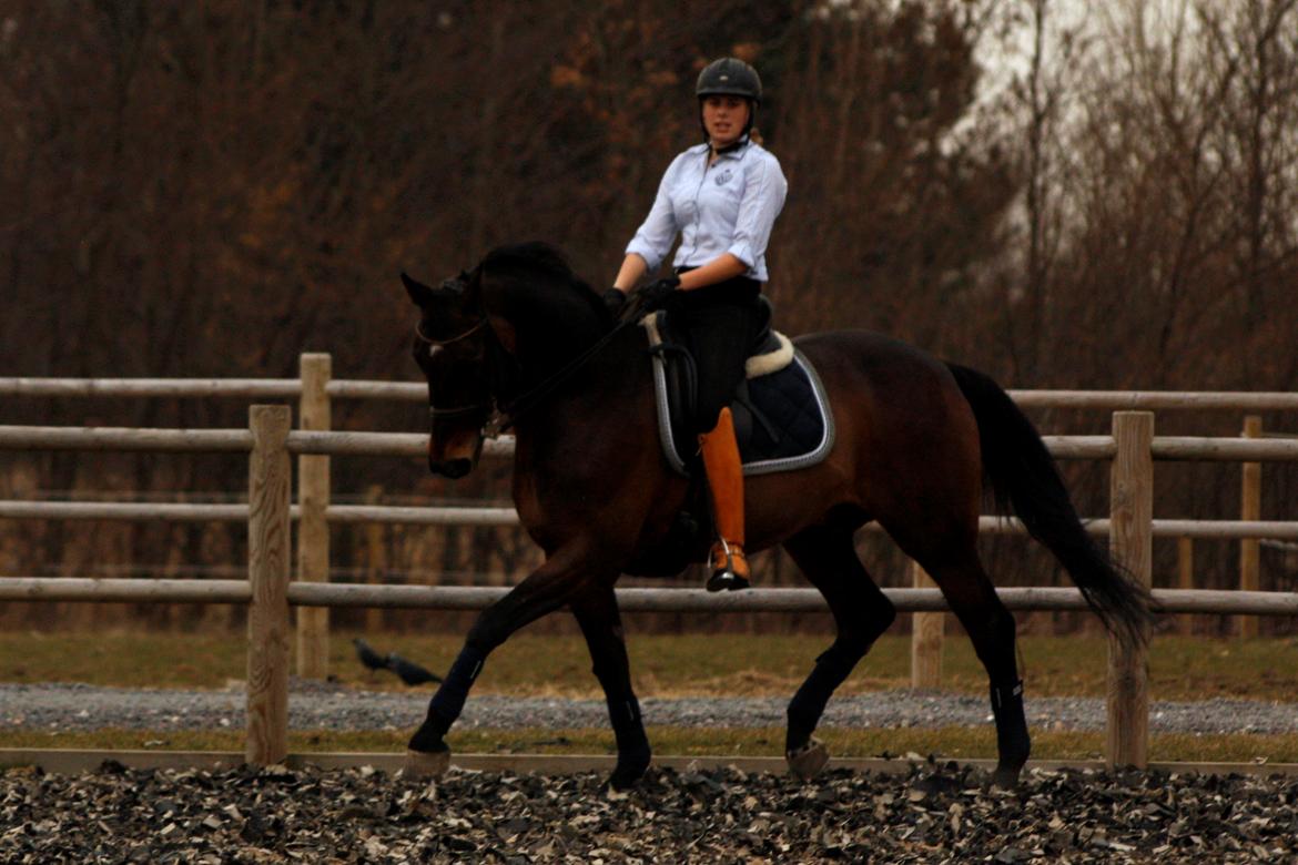 Trakehner Ladroneur billede 3