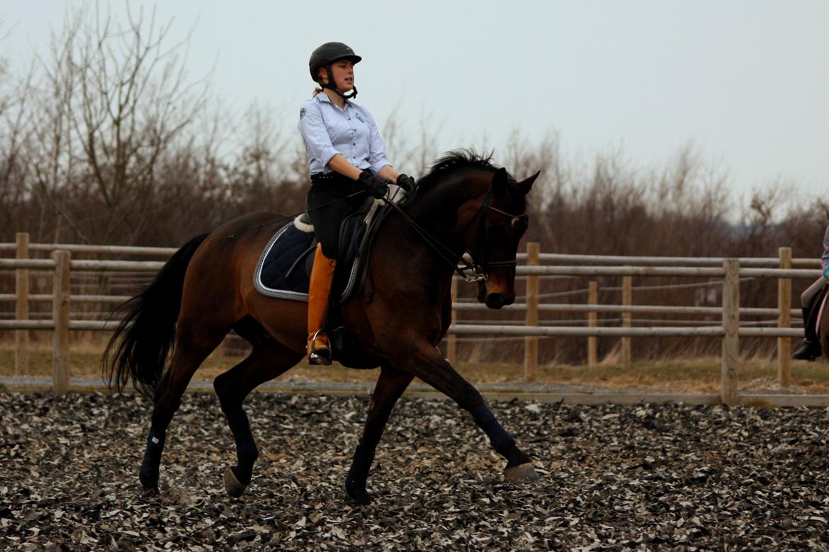 Trakehner Ladroneur - Øgning <3 Foto: Mie Poulsen billede 1