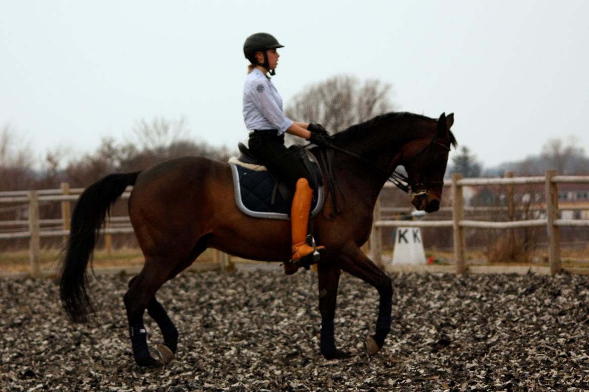 Trakehner Ladroneur - Piaf Foto: Mie Poulsen billede 12