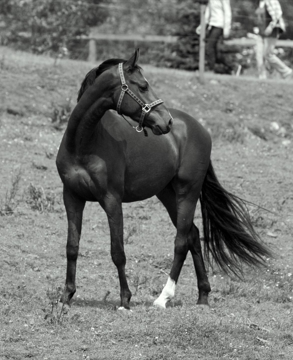 Dansk Varmblod Dortheas Delino R.I.P. Min dejlige dreng  billede 6