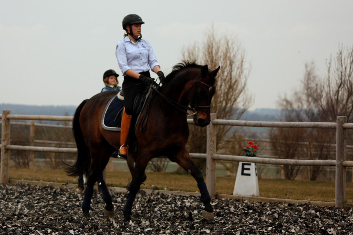 Trakehner Ladroneur billede 13